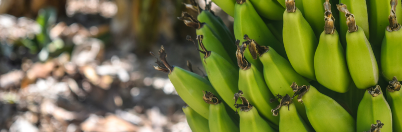 bananas growing in a tree