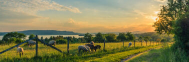 cattle on a farm