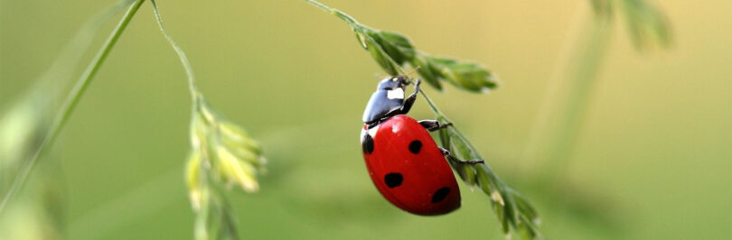 ladybug on leaf